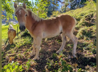 Haflinger, Stallion, Foal (03/2026), Chestnut-Red