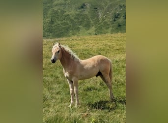 Haflinger, Stallion, Foal (03/2026), Chestnut-Red