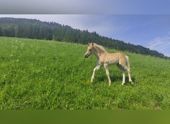 Haflinger, Stallion, Foal (05/2023), Chestnut-Red