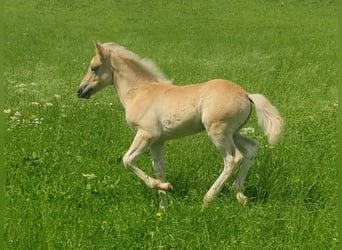Haflinger, Stallion, Foal (05/2023), Chestnut-Red