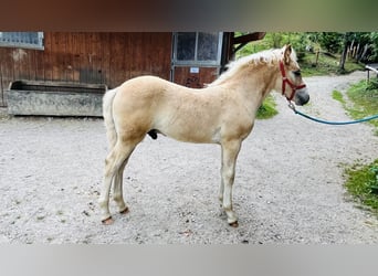 Haflinger, Stallion, Foal (05/2026), Chestnut-Red