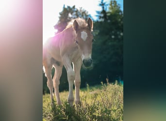 Haflinger, Stallion, Foal (05/2026), Chestnut-Red