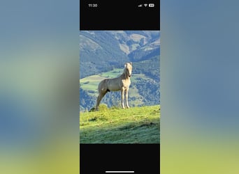 Haflinger, Stallion, Foal (04/2025), Chestnut-Red