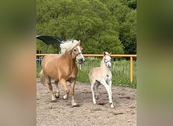 Haflinger, Stallion, Foal (04/2026), Chestnut-Red
