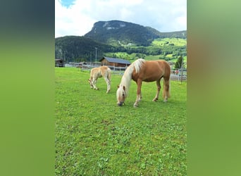 Haflinger, Stallion, Foal (04/2026), Chestnut-Red