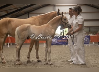 Haflinger, Stallion, Foal (04/2026), Chestnut-Red