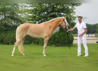 Haflinger, Stallion, Foal (04/2026), Chestnut-Red