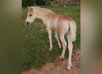 Haflinger, Stallion, Foal (04/2026), Chestnut-Red