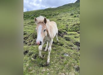 Haflinger, Stallion, Foal (04/2025), Chestnut-Red
