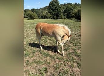 Haflinger, Stallion, Foal (04/2026), Chestnut-Red