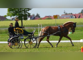 Haflinger, Stallion, Foal (04/2026)
