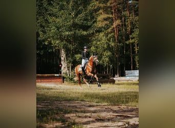 Haflinger, Stallion, Foal (04/2026)