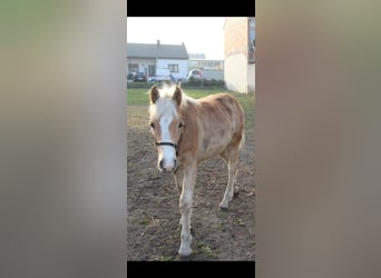 Haflinger, Stallion, 