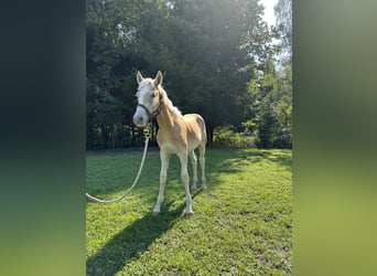 Haflinger, Stallion, Foal (04/2023)