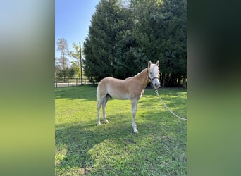 Haflinger, Stallion, Foal (04/2023)