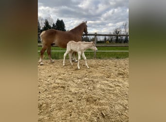 Haflinger, Stallion, Foal (04/2023)