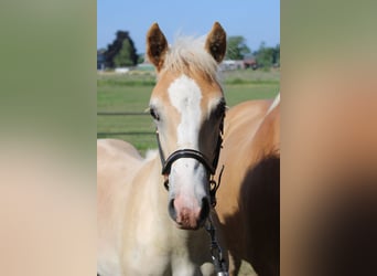 Haflinger, Stallion, Foal (02/2026)