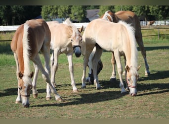 Haflinger, Stallion, Foal (02/2026)