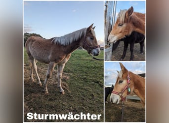Haflinger, Stallion, Foal (03/2023)