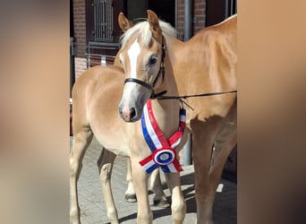 Haflinger, Stallion, Foal (05/2025)