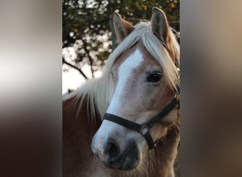 Haflinger, Sto, 10 år, 148 cm