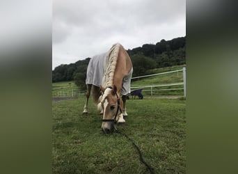 Haflinger, Sto, 10 år, 150 cm