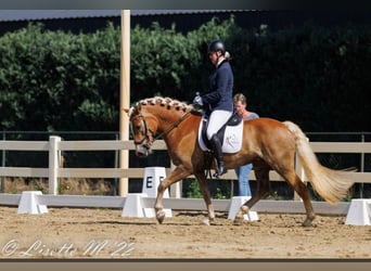 Haflinger, Sto, 10 år, 154 cm, fux