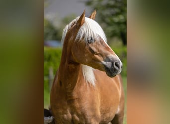 Haflinger, Sto, 10 år, 154 cm, fux