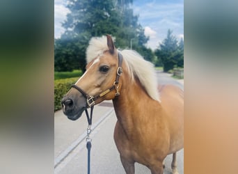 Haflinger Blandning, Sto, 12 år, 140 cm, Palomino