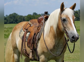 Haflinger, Sto, 12 år, 142 cm, Palomino