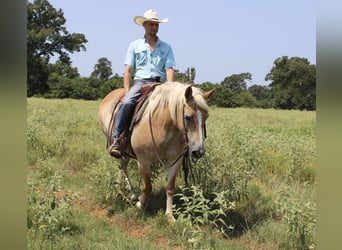 Haflinger, Sto, 12 år, 142 cm, Palomino