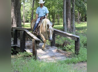 Haflinger, Sto, 12 år, 142 cm, Palomino