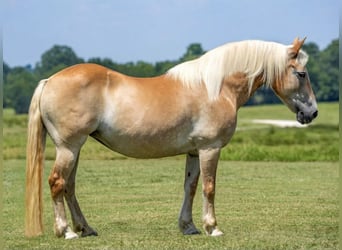 Haflinger, Sto, 12 år, 142 cm, Palomino