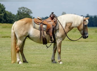 Haflinger, Sto, 12 år, 142 cm, Palomino