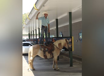 Haflinger, Sto, 12 år, 142 cm, Palomino