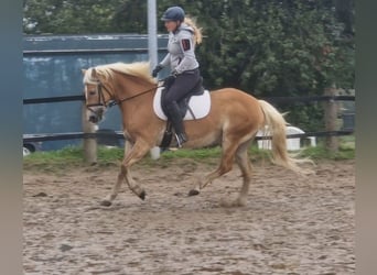 Haflinger, Sto, 12 år, 145 cm, fux
