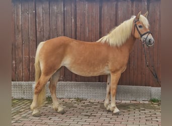Haflinger, Sto, 12 år, 145 cm, fux