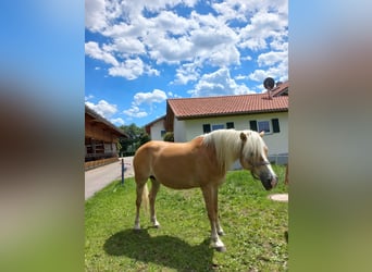 Haflinger, Sto, 12 år, 148 cm, fux