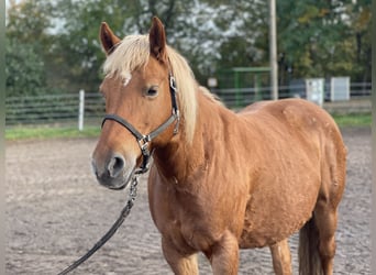 Haflinger, Stute, 13 Jahre, 135 cm, Fuchs