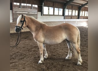 Haflinger, Sto, 13 år, 145 cm