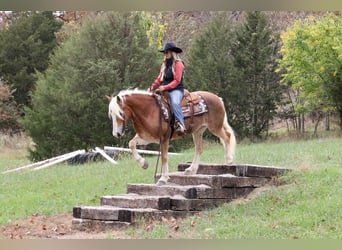 Haflinger, Sto, 13 år, 145 cm, Fux