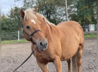 Haflinger, Stute, 13 Jahre, 147 cm, Fuchs