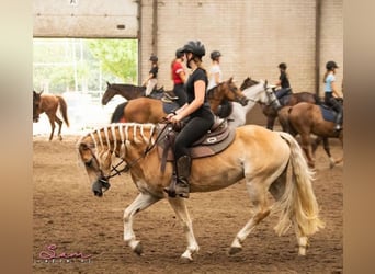 Haflinger, Sto, 14 år, 143 cm