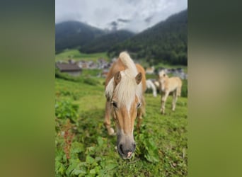 Haflinger, Sto, 14 år, 150 cm, fux