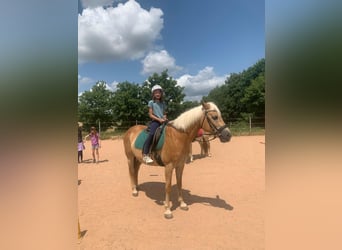 Haflinger, Sto, 17 år, 152 cm, Palomino