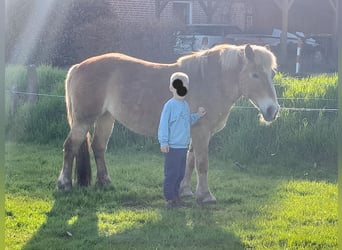 Haflinger, Sto, 19 år, 145 cm, Brun