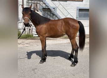 Haflinger Blandning, Sto, 1 år, 140 cm, Ljusbrun