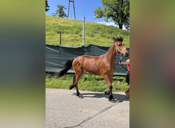 Haflinger Blandning, Sto, 1 år, 140 cm, Ljusbrun