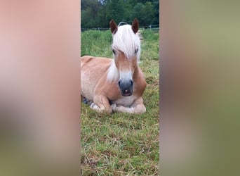 Haflinger, Sto, 1 år, 146 cm, Brun