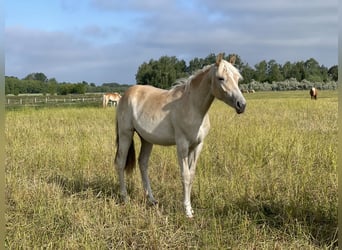 Haflinger, Sto, 1 år, 156 cm